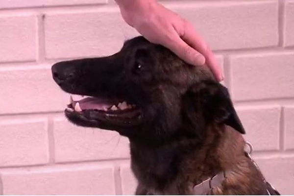 C�o localiza homem que agrediu mulher com barra de ferro em Blumenau