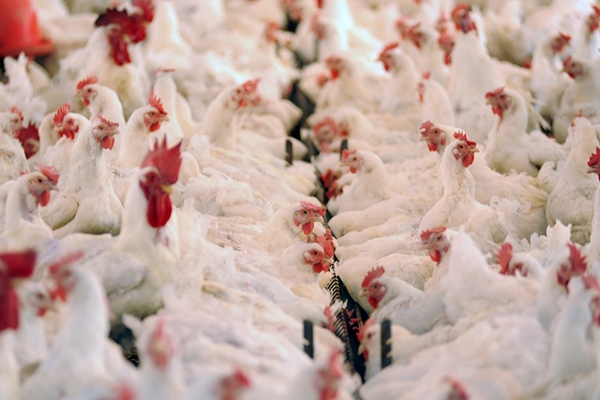 Quase um m�s ap�s Carne Fraca, inspe��o completa de cargas afeta avicultura de SC