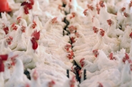 Quase um m�s ap�s Carne Fraca, inspe��o completa de cargas afeta avicultura de SC