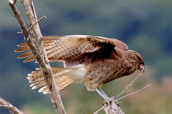 Parques estaduais de SC ter�o esquema especial para dia mundial de observa��o de p�ssaros