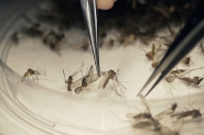Ministrio da Sade declara fim da emergncia em sade pblica por zika e microcefalia