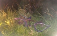 Ciclista fica ferido ap�s ser atropelado em Ilhota