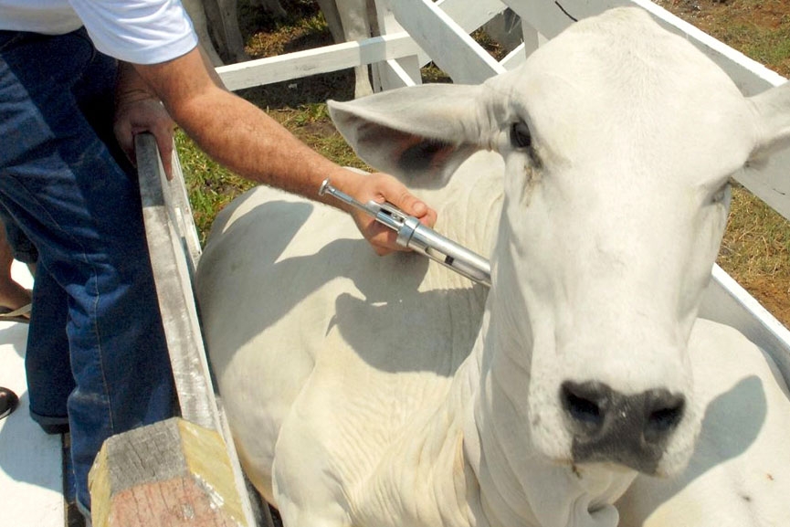 Erradica��o da febre aftosa em Santa Catarina completa dez anos