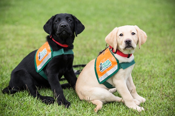 Escola de c�es-guia contribui para melhorar a vida de cegos