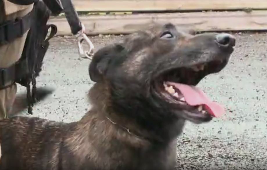 Cão de SC é o 1º no Brasil a receber certificação internacional em treinamento avançado
