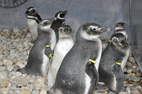 Pinguins recebem tratamento em Florian�polis antes de serem devolvidos � natureza
