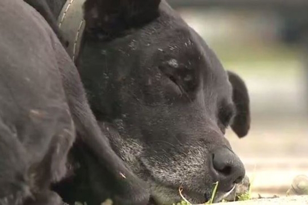 Ap�s quase dois anos, c�o continua 'esperando' por dono que morreu em hospital