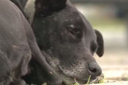 Após quase dois anos, cão continua 'esperando' por dono que morreu em hospital
