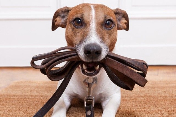 Cãominhada acontece em Gaspar neste domingo