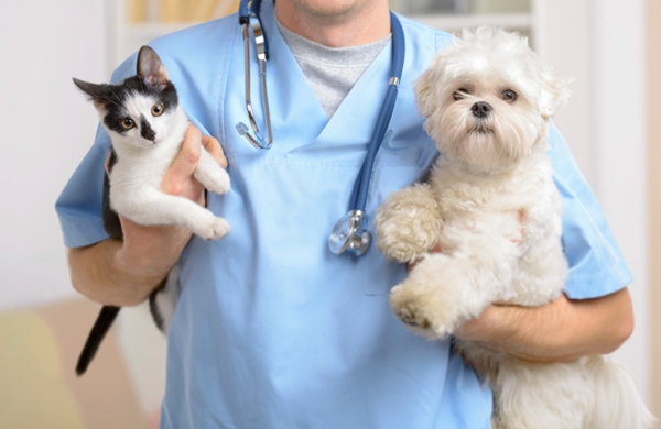 Profissionais comemoram Dia do Veterinário com encontro em Gaspar