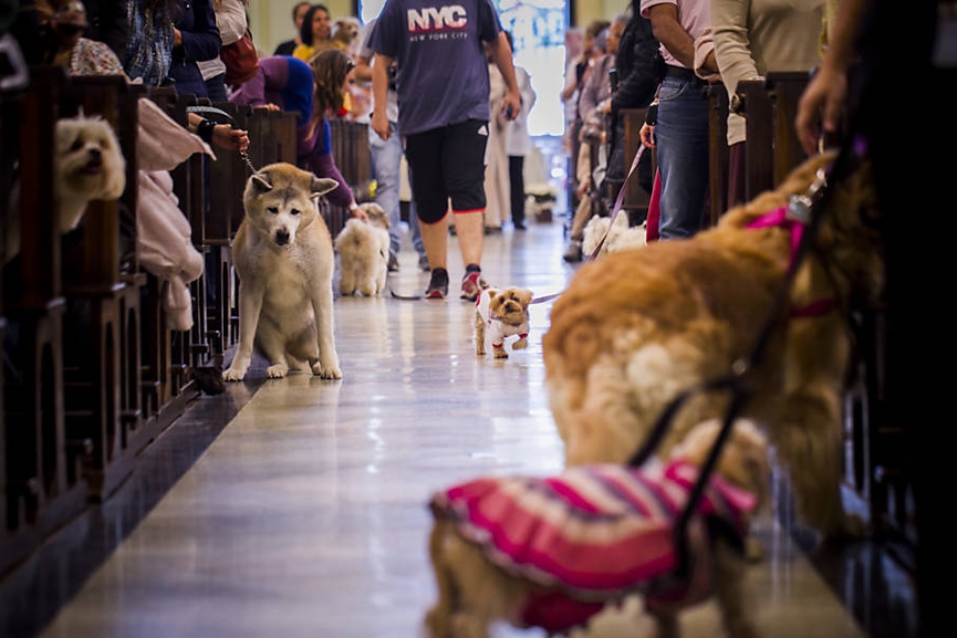 Bênção aos animais marca Dia de São Francisco de Assis em Gaspar