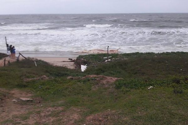Baleia aparece morta na Praia do Tabuleiro em Barra Velha