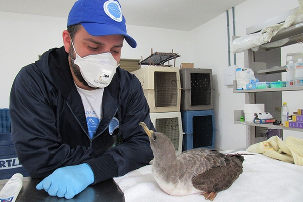 S�o Francisco do Sul ter� unidade de atendimento de animais marinhos debilitados