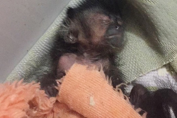 41 animais silvestres são resgatados pela polícia em Itajaí