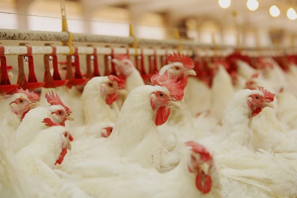 Agropecuária de SC fatura R$ 29,5 bilhões em 2017, diz secretaria