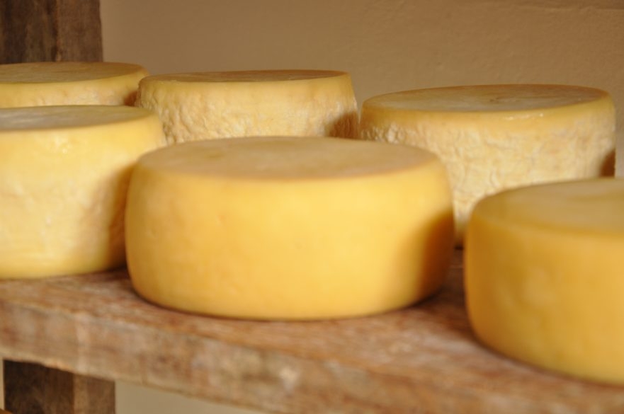 Produtores catarinenses podem vender queijos artesanais