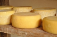Produtores catarinenses podem vender queijos artesanais