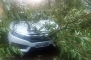 Durante trovoada, �rvores caem sobre carros no bairro Po�o Grande, em Gaspar