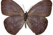 Borboleta rara  vista pela primeira vez em So Paulo