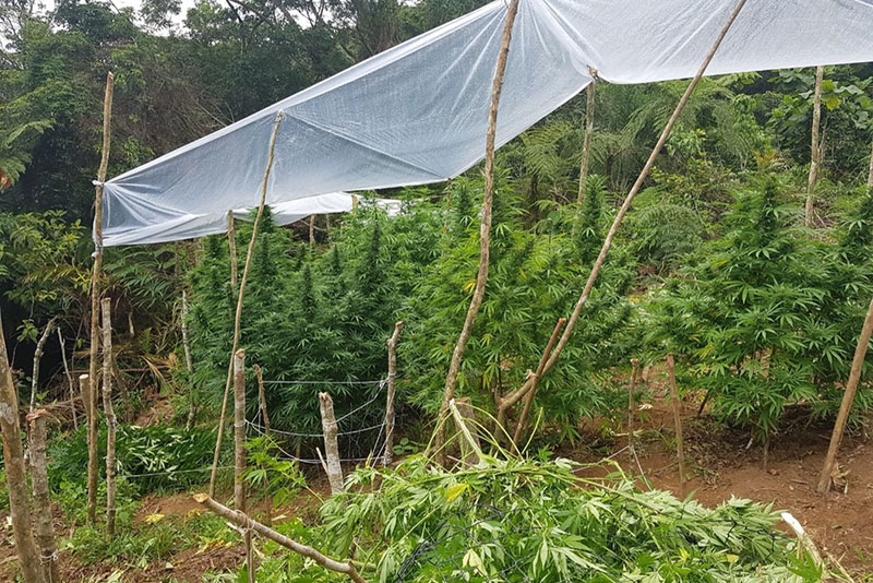 Planta��o de maconha � encontrada pela pol�cia e incinerada em Garopaba