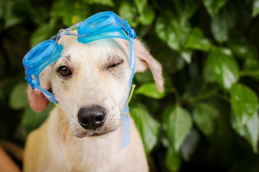 Ensaio fotográfico quer ajudar cães abandonados em Navegantes a serem adotados