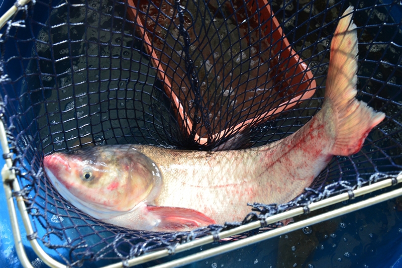 Feira do Peixe Vivo acontece nos dias 28 e 29 de mar�o