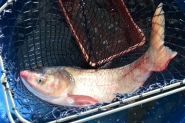 Feira do Peixe Vivo acontece nos dias 28 e 29 de mar�o