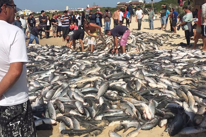 Safra da tainha terá cota de pesca em SC