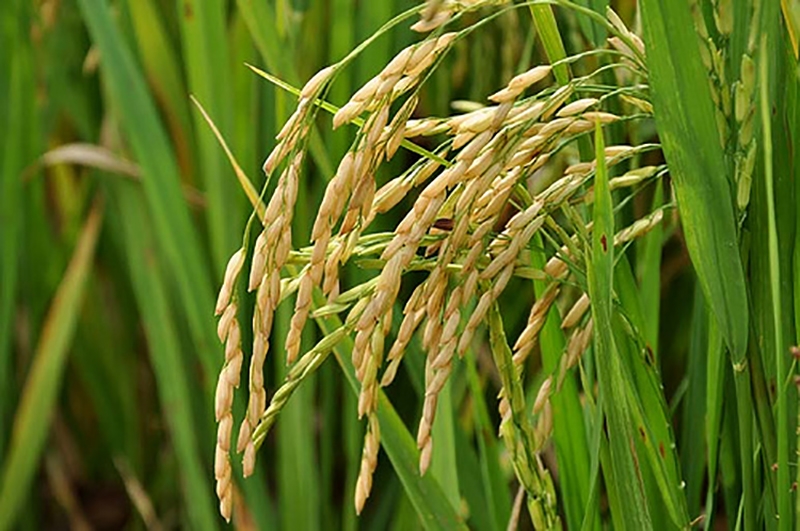 O ouro de Gaspar � o arroz