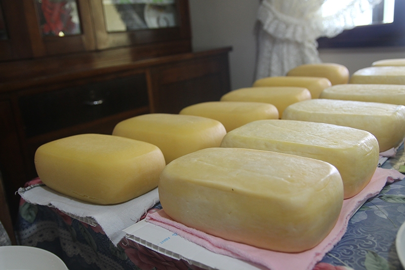 A alegria de quem  produz queijo artesanal para a fam�lia
