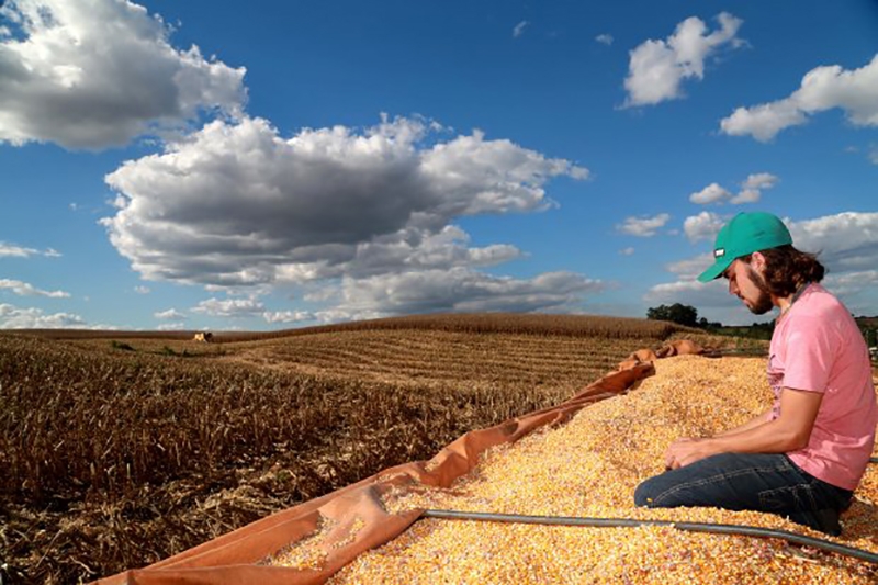 Milho e soja têm os maiores preços desde dezembro de 2016