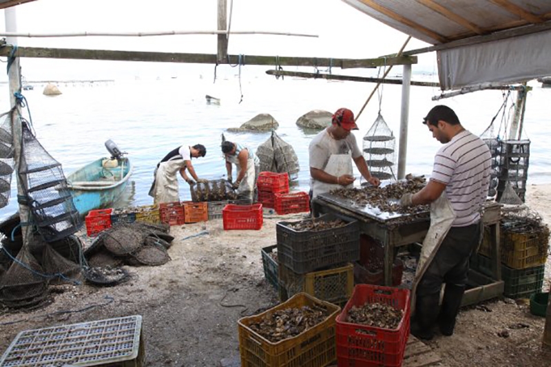 Minist�rio da Agricultura autoriza comercializa��o de mariscos de Santa Catarina com outros estados