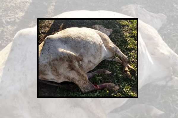Ladr�es de animais matam vaca em tentativa de roubo no Ba�, em Ilhota
