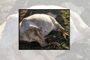 Ladr�es de animais matam vaca em tentativa de roubo no Ba�, em Ilhota