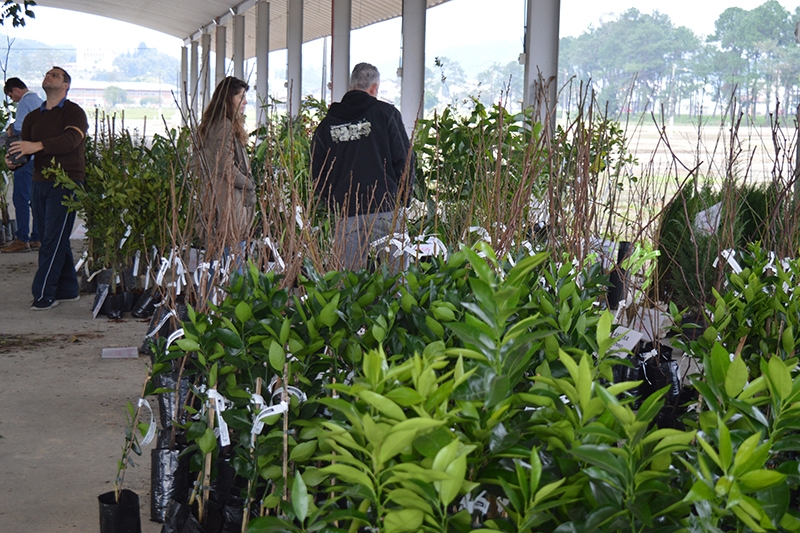 Feira de mudas frutíferas acontece no dia 13, em Gaspar