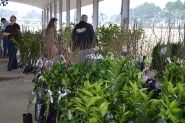Feira de mudas frut�feras acontece no dia 13, em Gaspar 
