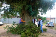 Moradores do Coloninha n�o querem que figueira centen�ria seja derrubada