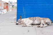Vereadores querem aplicar multa em quem maltratar animais em Gaspar 