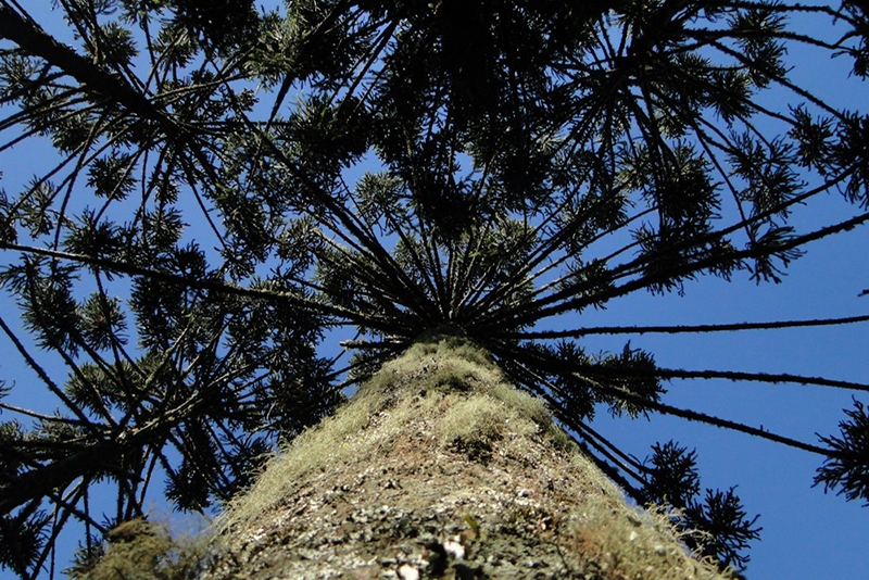 Iniciativa busca a preservação da floresta com araucárias em SC