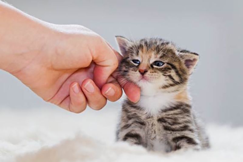 Cinco sinais de que seu gato est saudvel