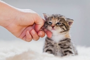 Cinco sinais de que seu gato est saudvel