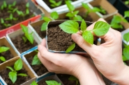 Dia da �rvore deixa em evid�ncia a��es de preserva��o ambiental 
