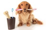 Escovando os dentes do seu cachorro
