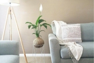 Plantas para usar na decorao da casa
