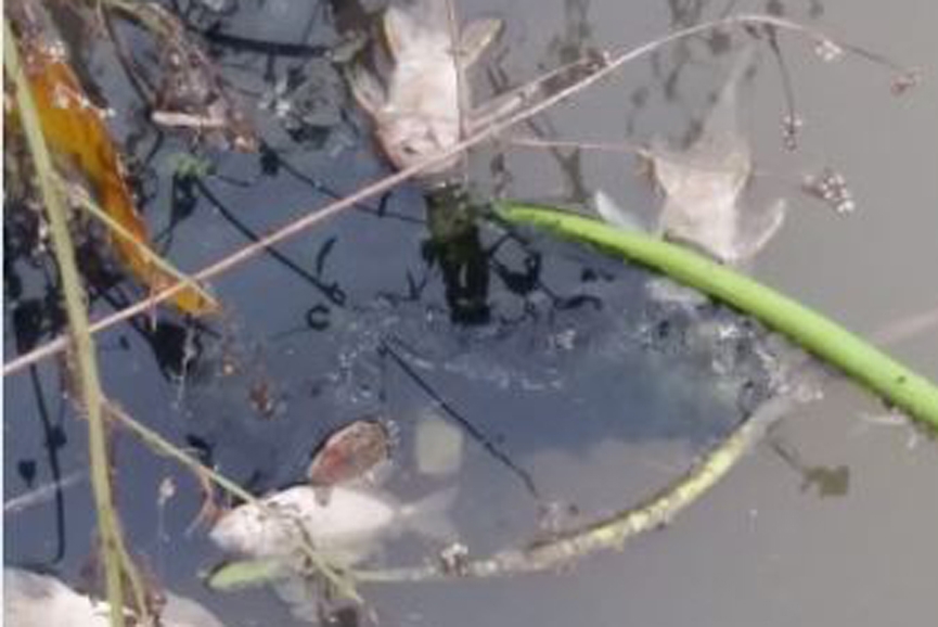 Polui��o em ribeir�o do Belchior Baixo mata peixes e preocupa agricultores