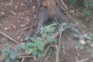 Corpo em avan�ado estado de decomposi��o � encontrado no bairro Gaspar Grande