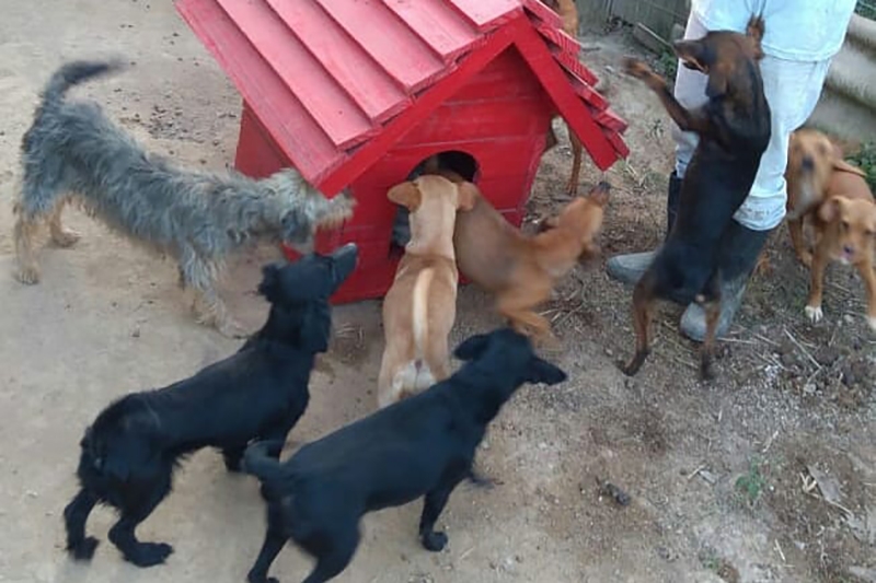 Ped�gio vai ajudar animais recolhidos pelo abrigo S�o Francisco de Assis