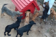 Ped�gio vai ajudar animais recolhidos pelo abrigo S�o Francisco de Assis