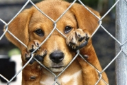 Agapa promove feira de ado��o de c�es e gatos no s�bado