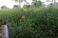 Terreno baldio tomado por mato e animais preocupa moradores em Gaspar 